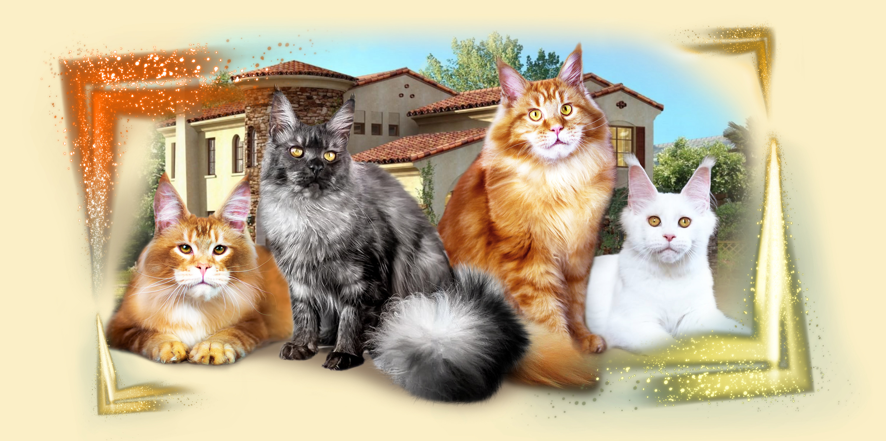 Happy House Cattery
