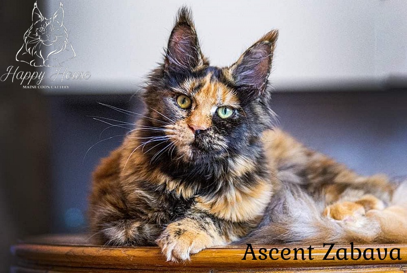 Ascent Zabava - maine-coon