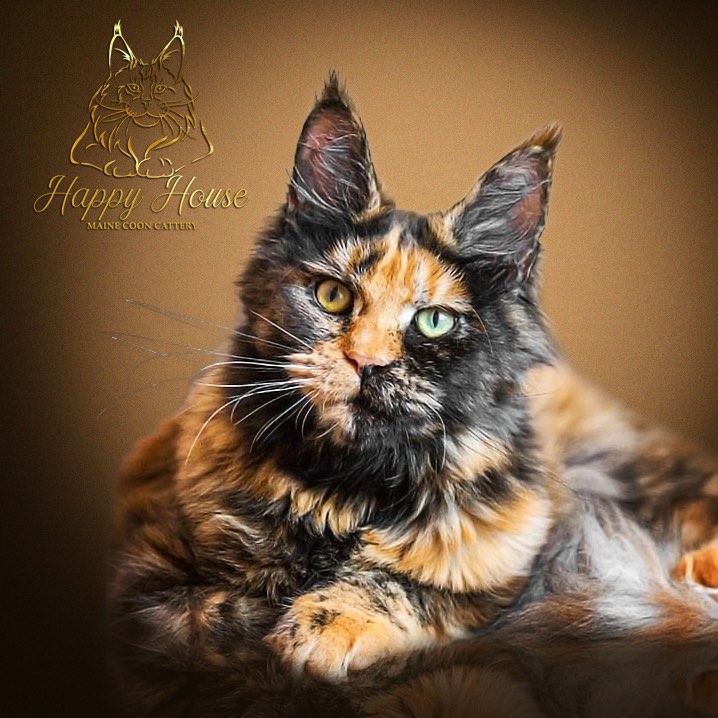 Ascent Zabava - maine-coon
