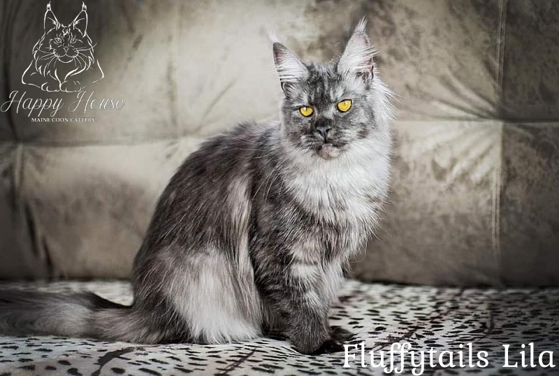 Fluffytails Lila - maine-coon