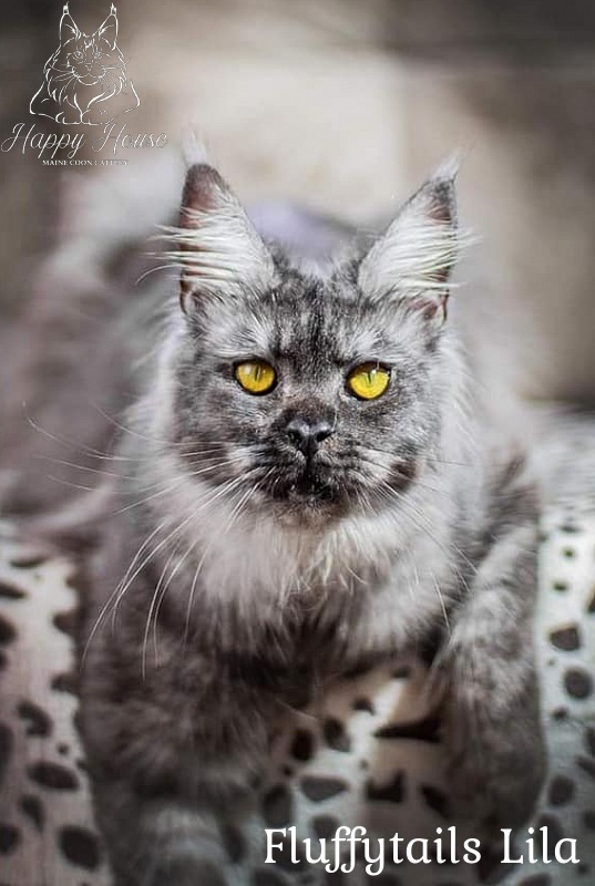 Fluffytails Lila - maine-coon