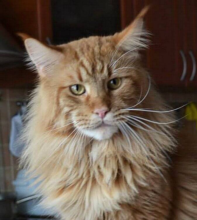 Bursztyn Villa Park - maine-coon