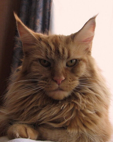 Mainefield's Oklahoma - maine-coon