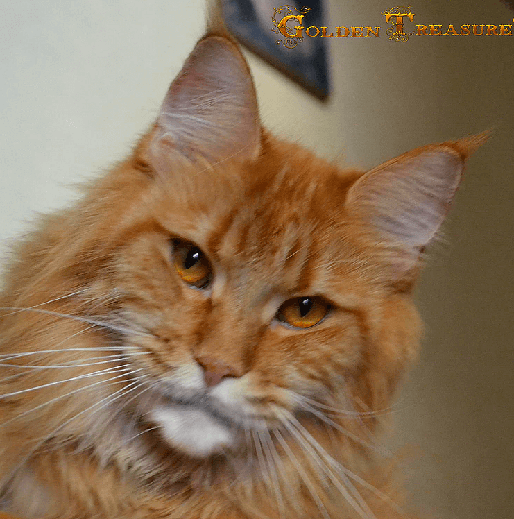 Ellis Hadji-bey-coon - мейн-кун