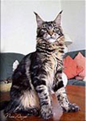 Is Da Wa B'Nice Angel - maine-coon
