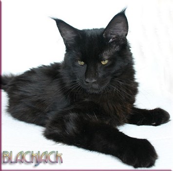 Thunderball's BlackJack - мейн-кун