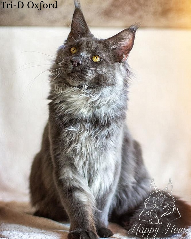 Tri-D Oxford - maine-coon