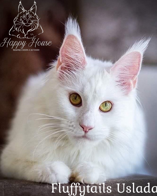 Fluffytails Uslada - maine-coon