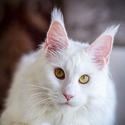 Fluffytails Uslada