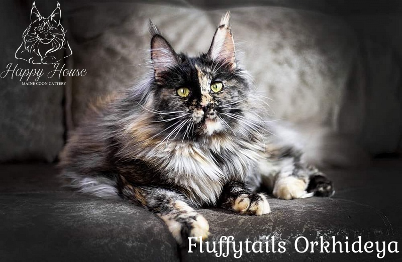Fluffytails Orkhideya - maine-coon