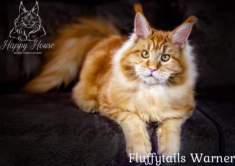 Fluffytails Warner - maine-coon