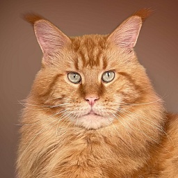 Fluffytails Warner
