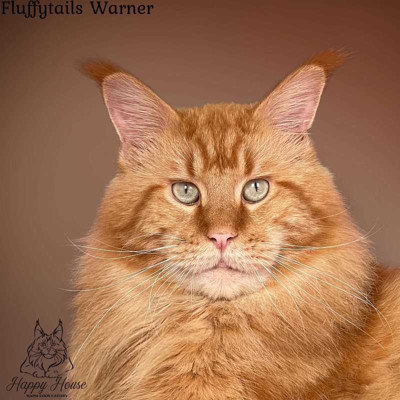 Fluffytails Warner - maine-coon