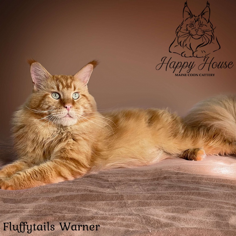 Fluffytails Warner - maine-coon