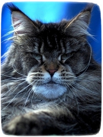 Omega Tri-D - maine-coon 11/30/-1