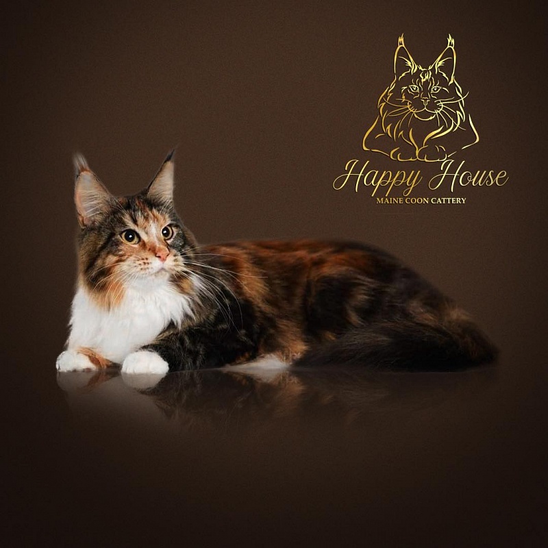 Agata Happy House - maine-coon