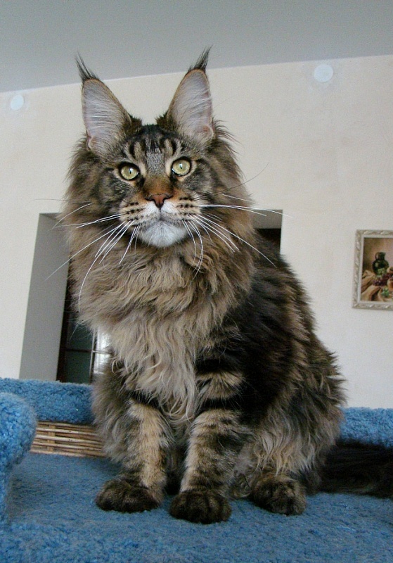 Familysilver Jaroslav - мейн-кун