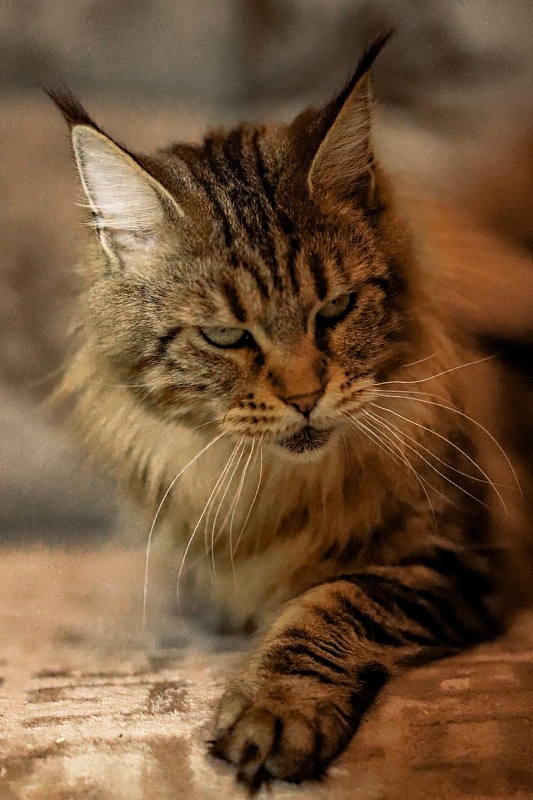 Velvet Constellation Feya - maine-coon