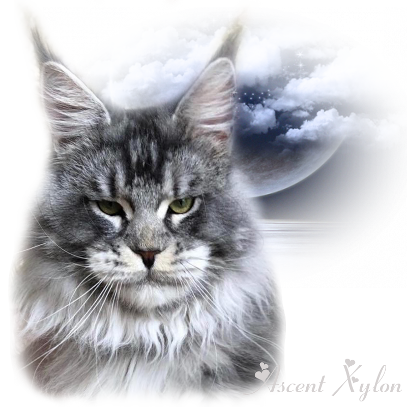 Ascent Xylon - maine-coon