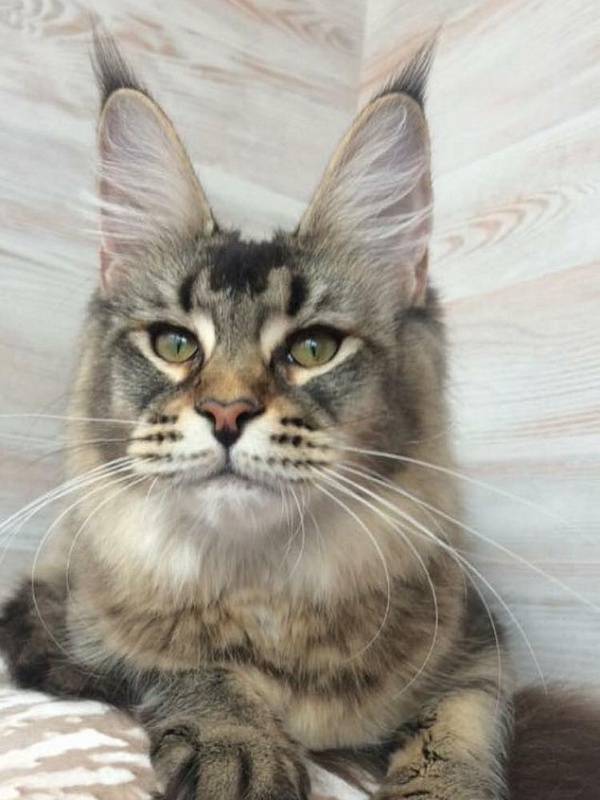 Ivory Sharmmuar - maine-coon