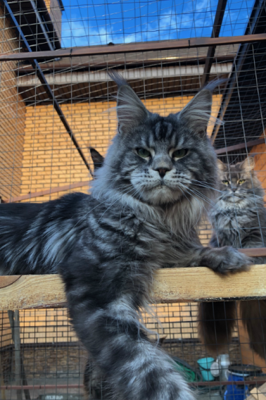 Ascent X-Max - maine-coon
