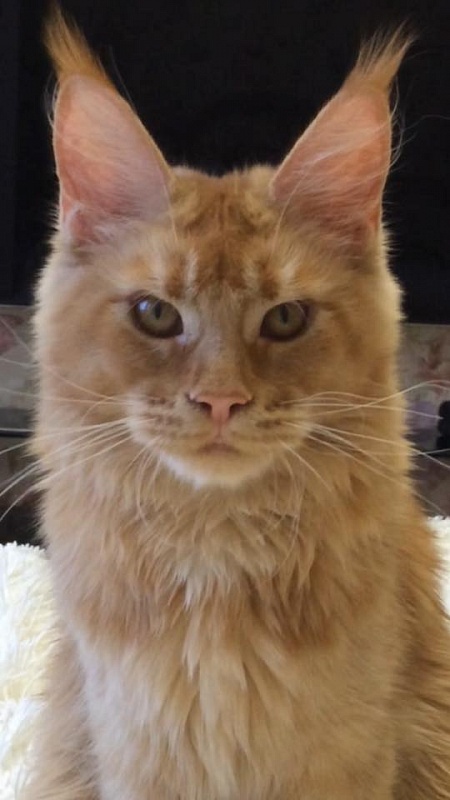 Mainelynx Jade - maine-coon