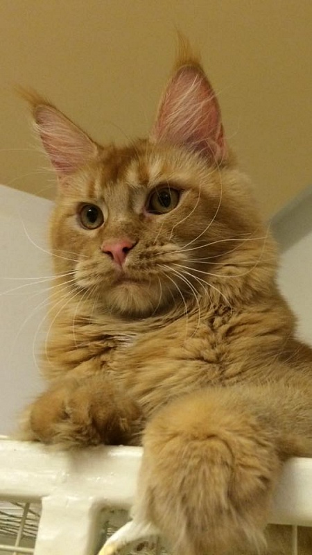 Mainelynx Jade - maine-coon