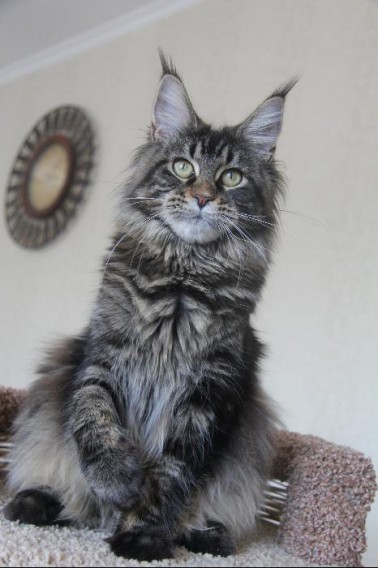 Ascent Holly - maine-coon