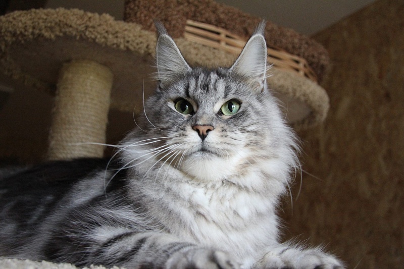 Ascent Alexis - maine-coon