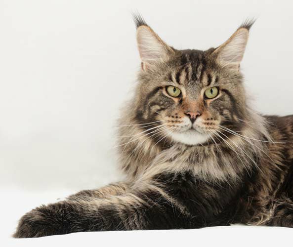 Homelynx Clutching Luck - maine-coon