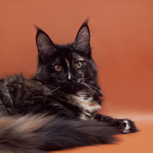 Coonwood's Dark Lady - мейн-кун 17.12.2013