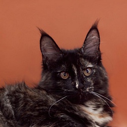 Coonwood's Dark Lady