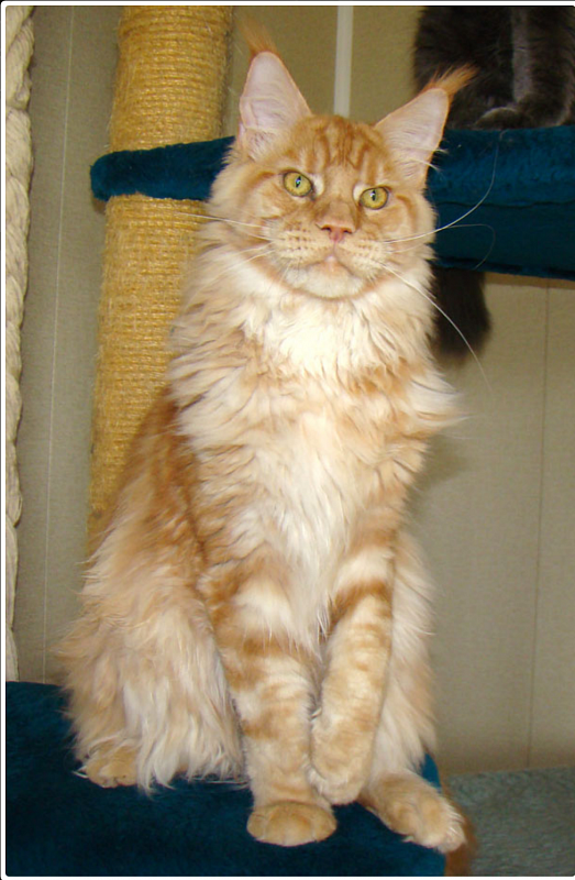 Catsvill County's Francis - maine-coon