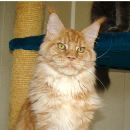 Catsvill County's Francis
