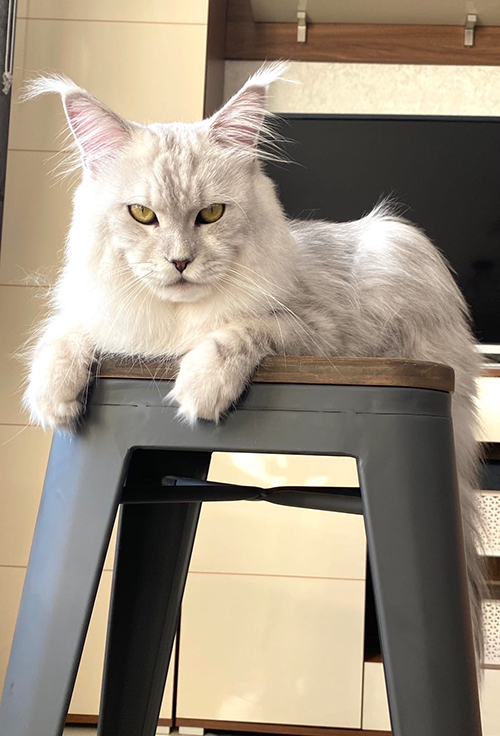 Murmurcat Zeus - maine-coon