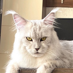 Murmurcat Zeus