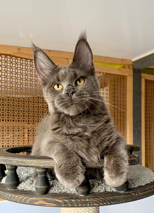 Fluffytails Fairy - maine-coon