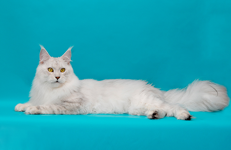 Murmurcat Dworkin - maine-coon