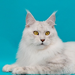 Murmurcat Dworkin