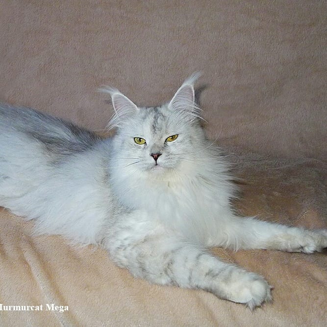 Murmurcat Mega - maine-coon
