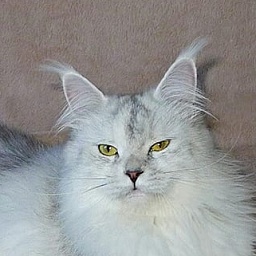 Murmurcat Mega