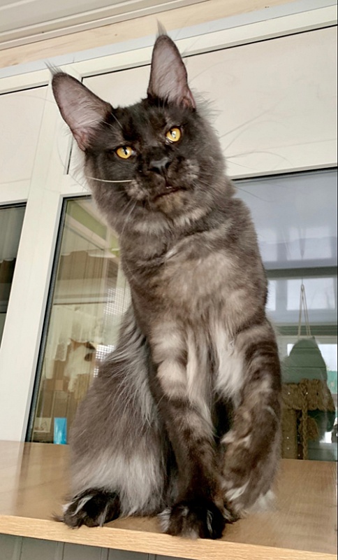 Mainelynx Hartright - maine-coon