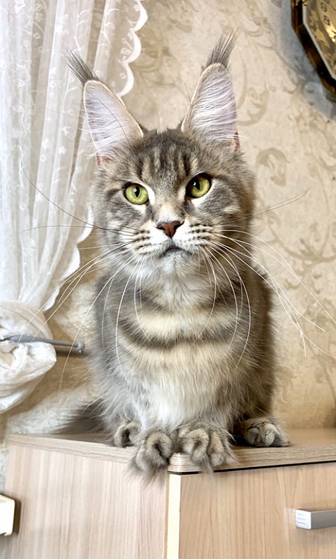 Wildbeautycoon's Diamanta - maine-coon