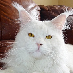 Murmurcat Pepper