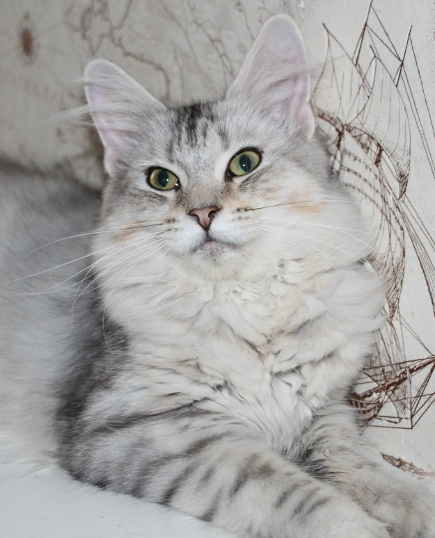 Murmurcat Alfa - maine-coon 09/02/2015