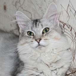 Murmurcat Alfa