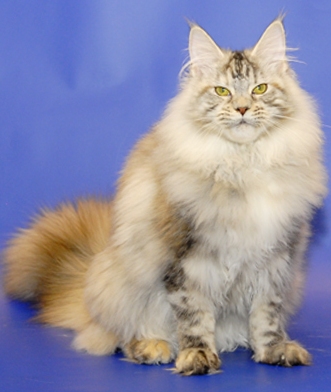 Murmurcat Helga - Adult maine-coon 2 years 5 months 1 week