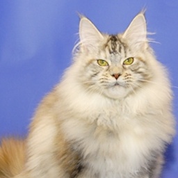Murmurcat Helga