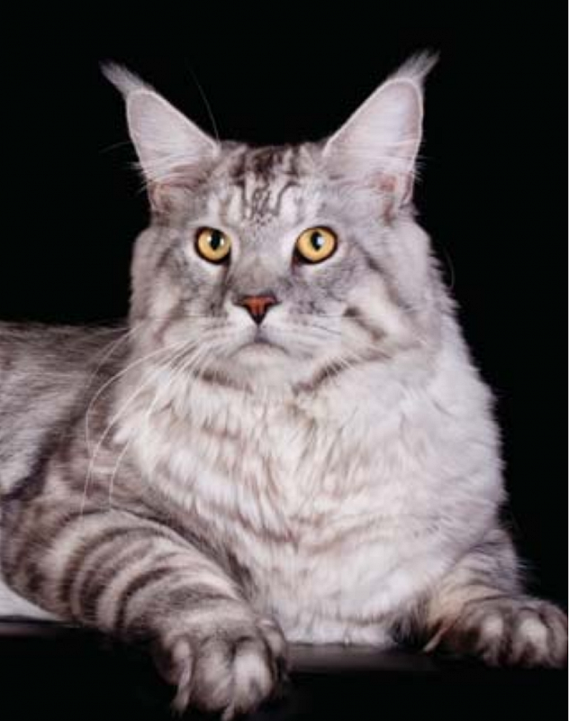 Bloomingtree Wolf - maine-coon