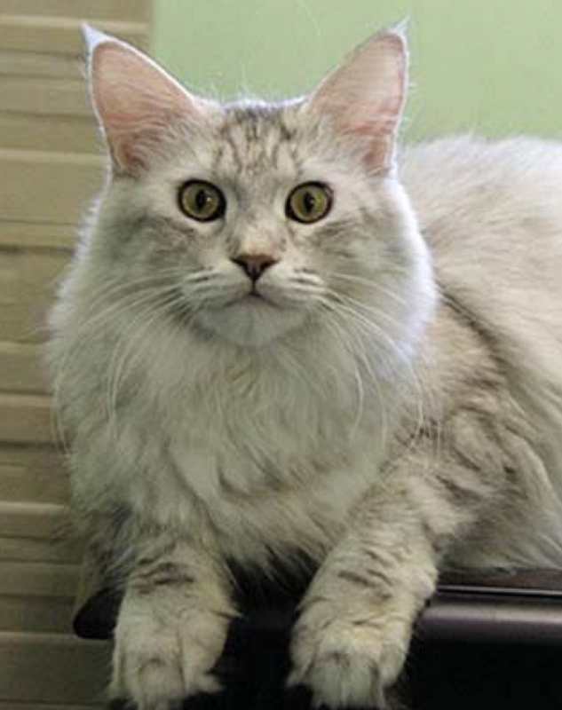 Christoma's Sadie - мейн-кун